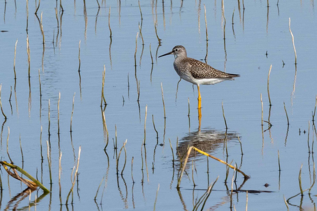 Lesser Yellowlegs - ML309629181