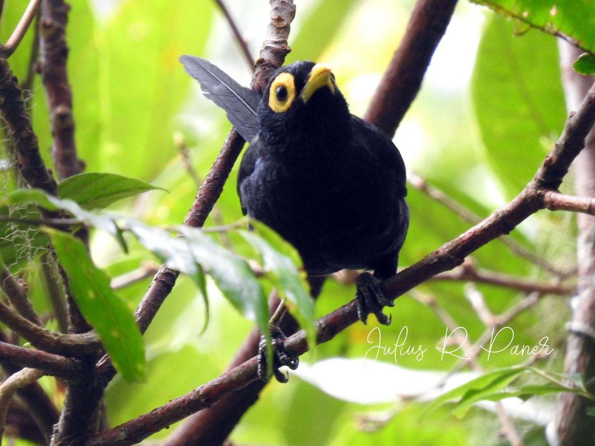 Apo Myna - Julius Paner