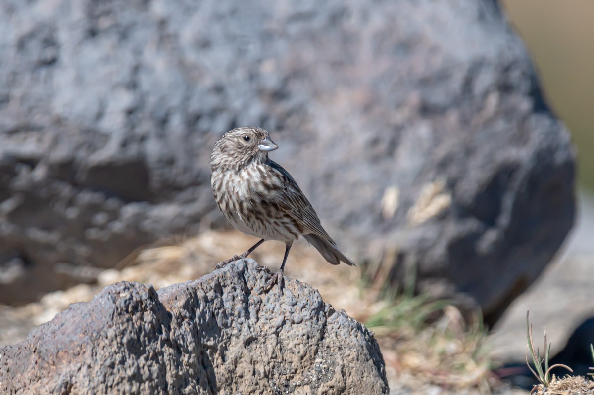 Yellow-bridled Finch - ML309630831