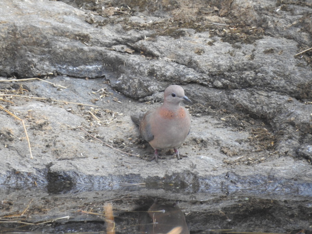 Tórtola Senegalesa - ML309631521