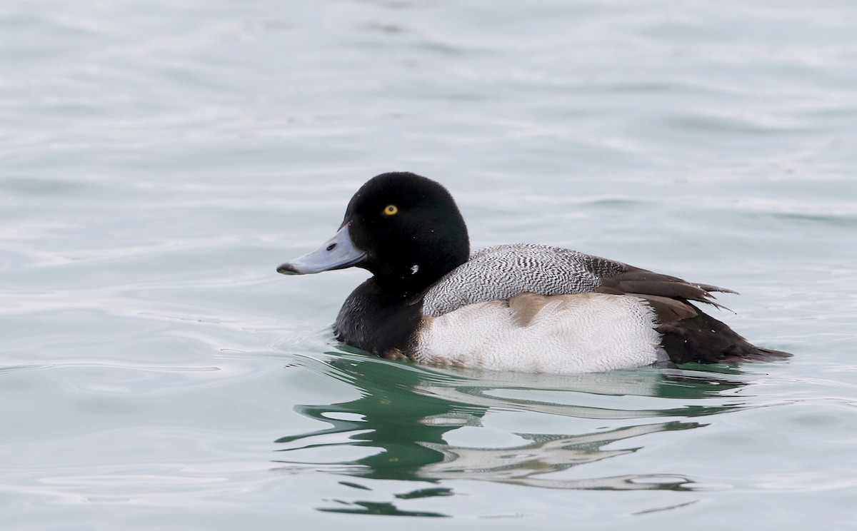 Greater Scaup - ML309632461
