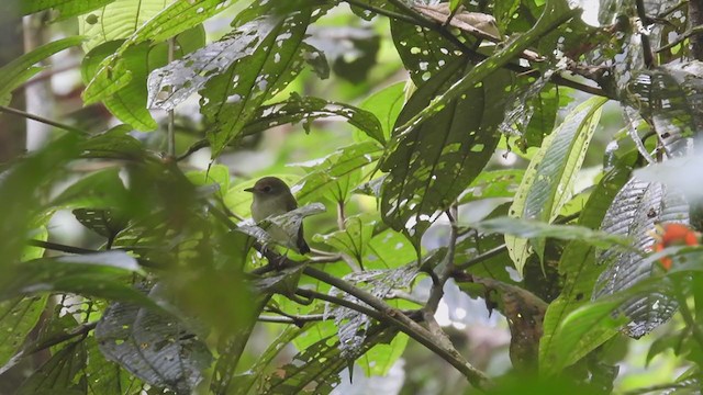 Black-and-white Tody-Flycatcher - ML309632681