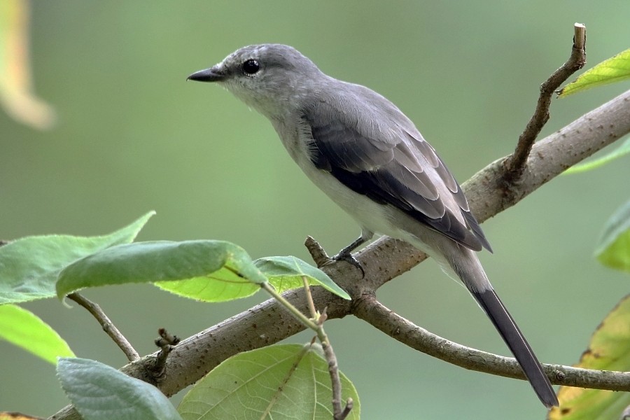 Brown-rumped Minivet - ML309632701