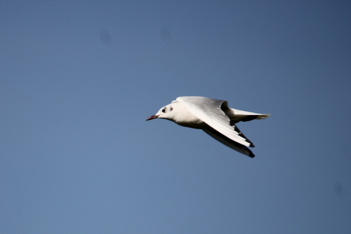 Black-headed Gull - ML309632971