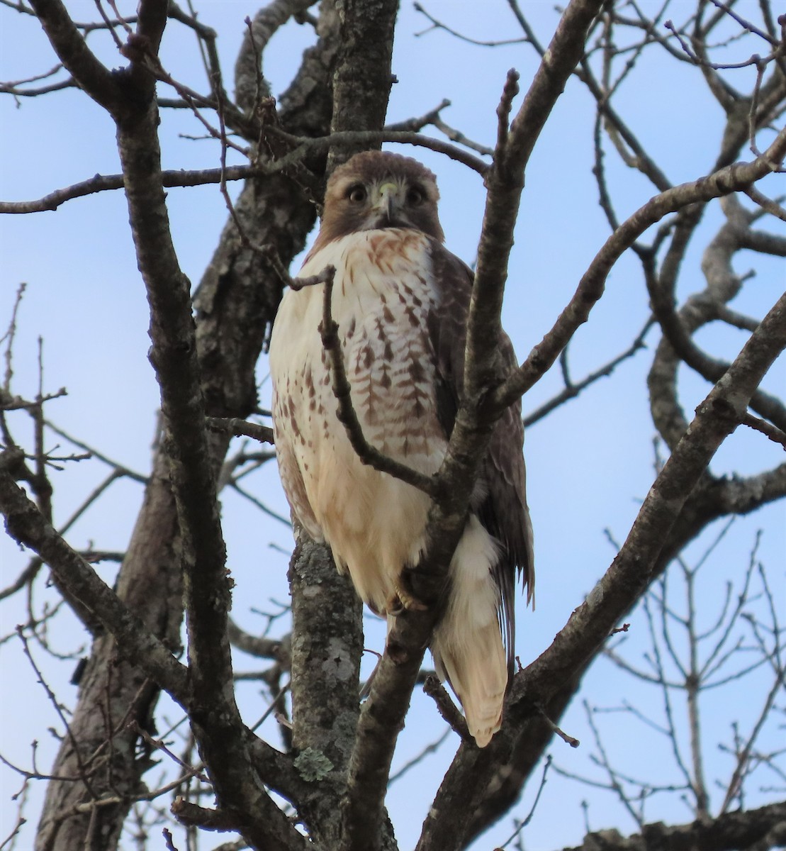 Red-tailed Hawk - ML309633111