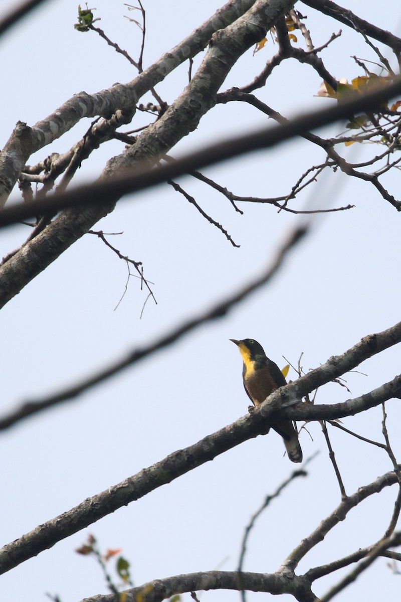 Yellow-throated Cuckoo - ML309633651