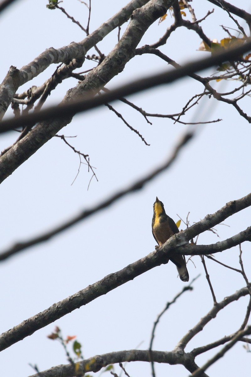 Yellow-throated Cuckoo - ML309633661