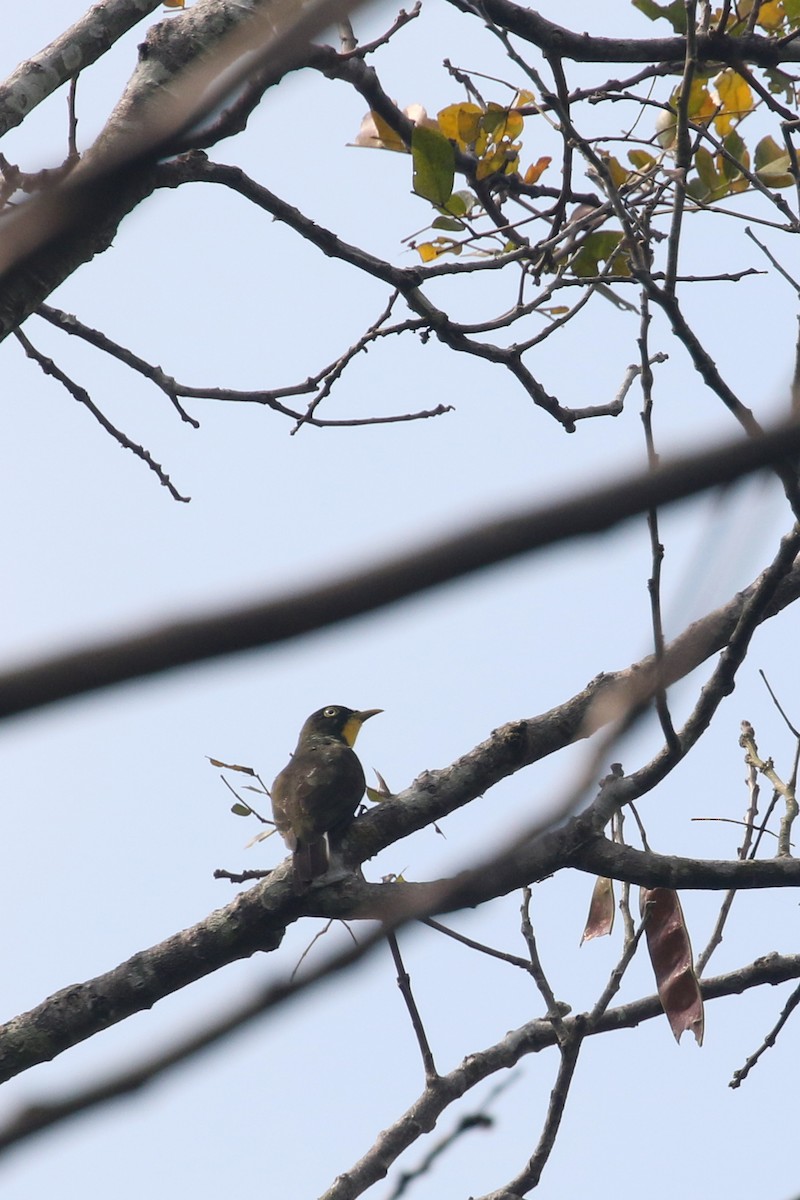 Yellow-throated Cuckoo - ML309633681