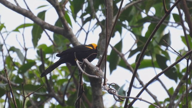 Oriole à épaulettes - ML309633901