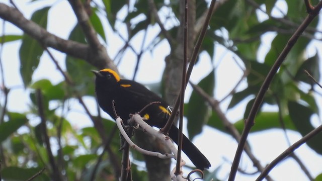 Oriole à épaulettes - ML309633911