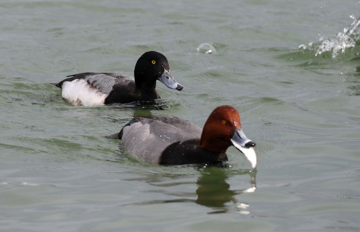 Greater Scaup - ML309634411