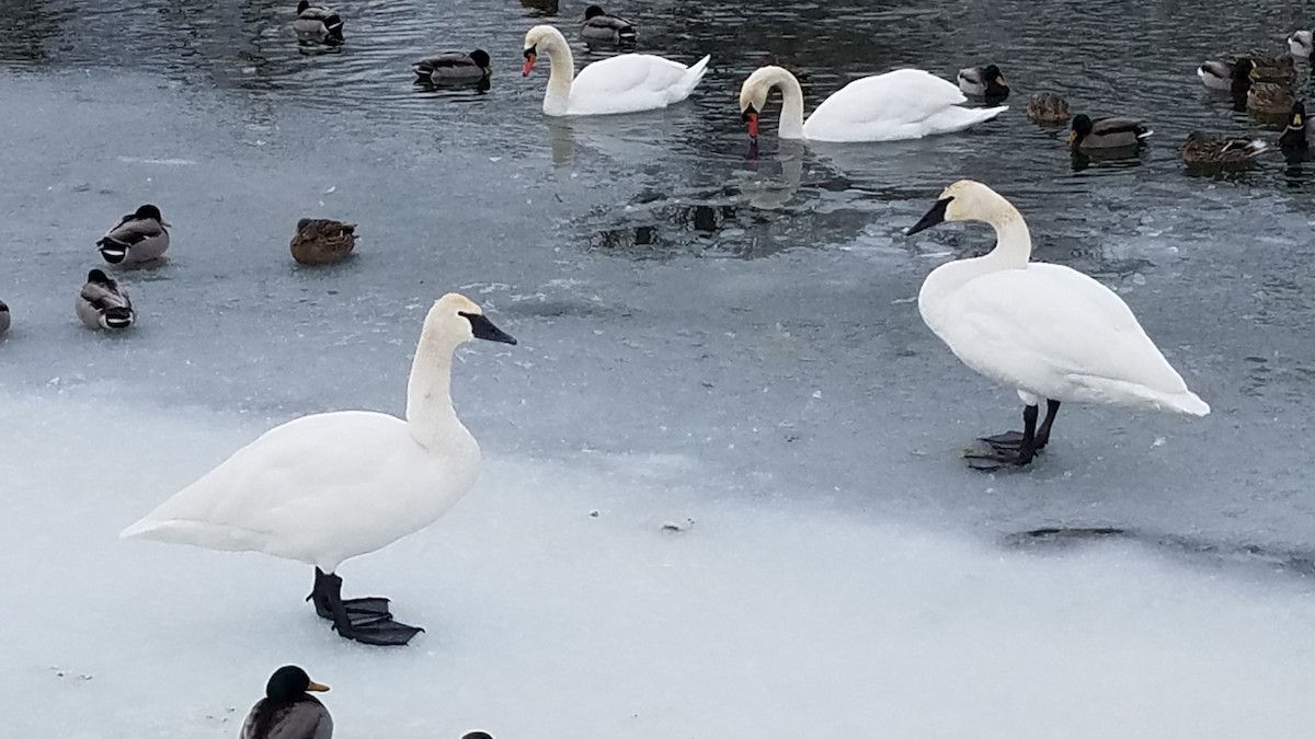 Trumpeter Swan - Janet Hug