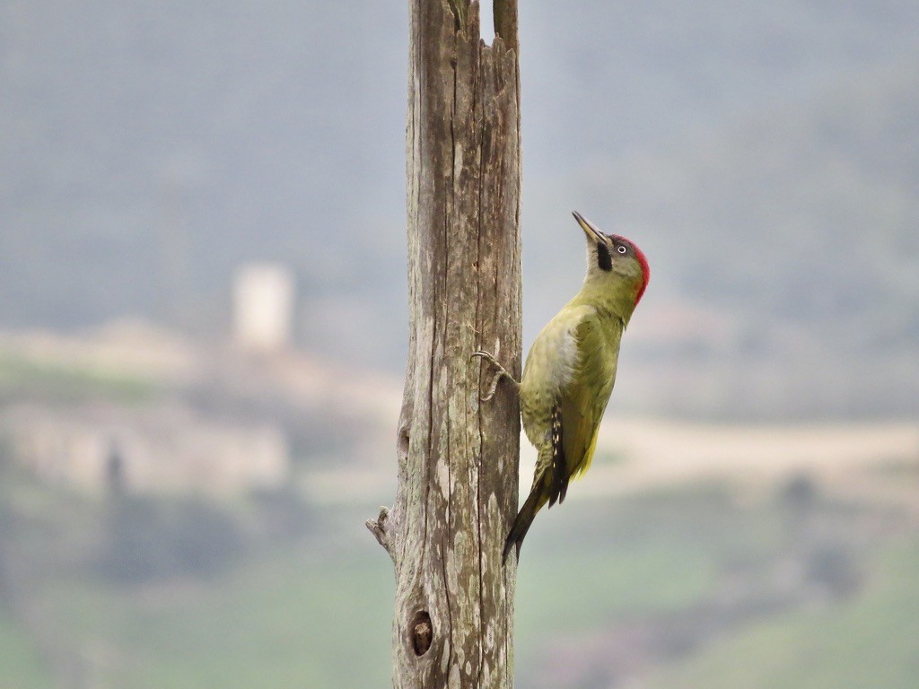 Levaillant's Woodpecker - Alexandre Justo Álvarez