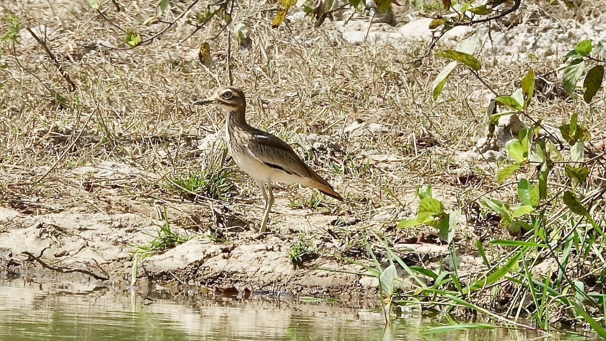 Alcaraván Senegalés - ML309636721