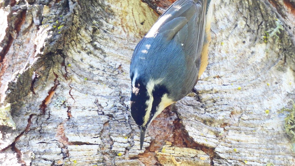 Red-breasted Nuthatch - ML309638211