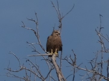 Black Kite - ML309639301