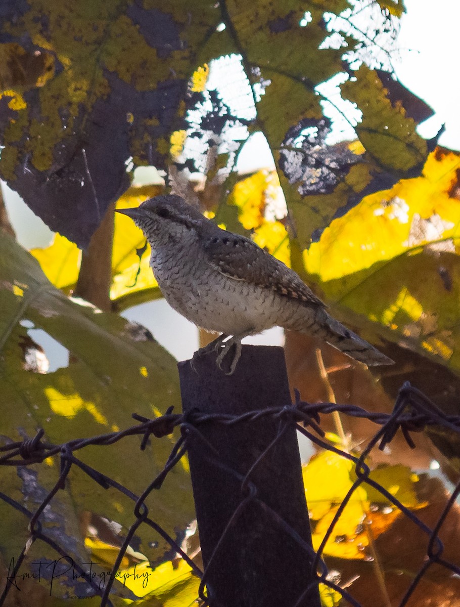 Eurasian Wryneck - ML309639641