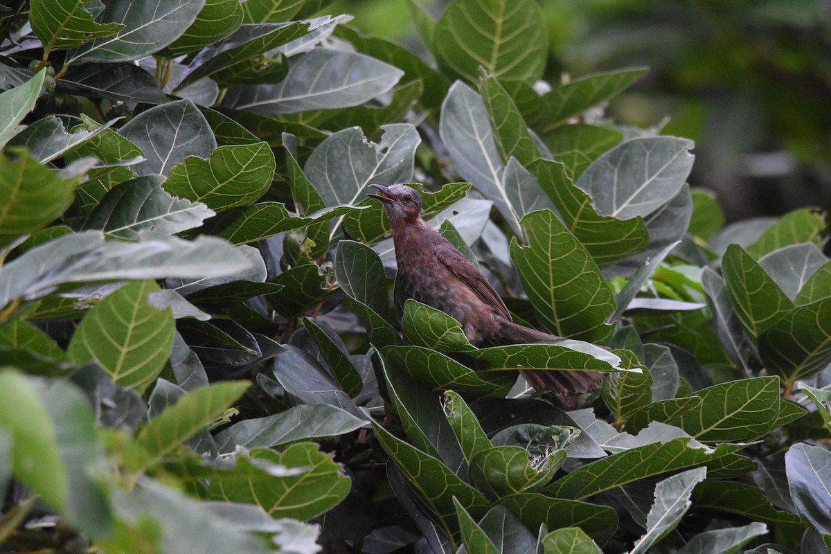 Brown-eared Bulbul - ML309640401