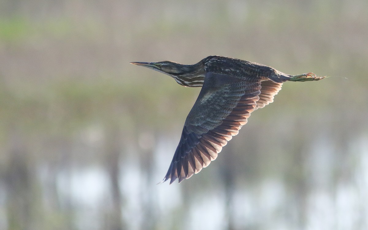 American Bittern - ML309640491