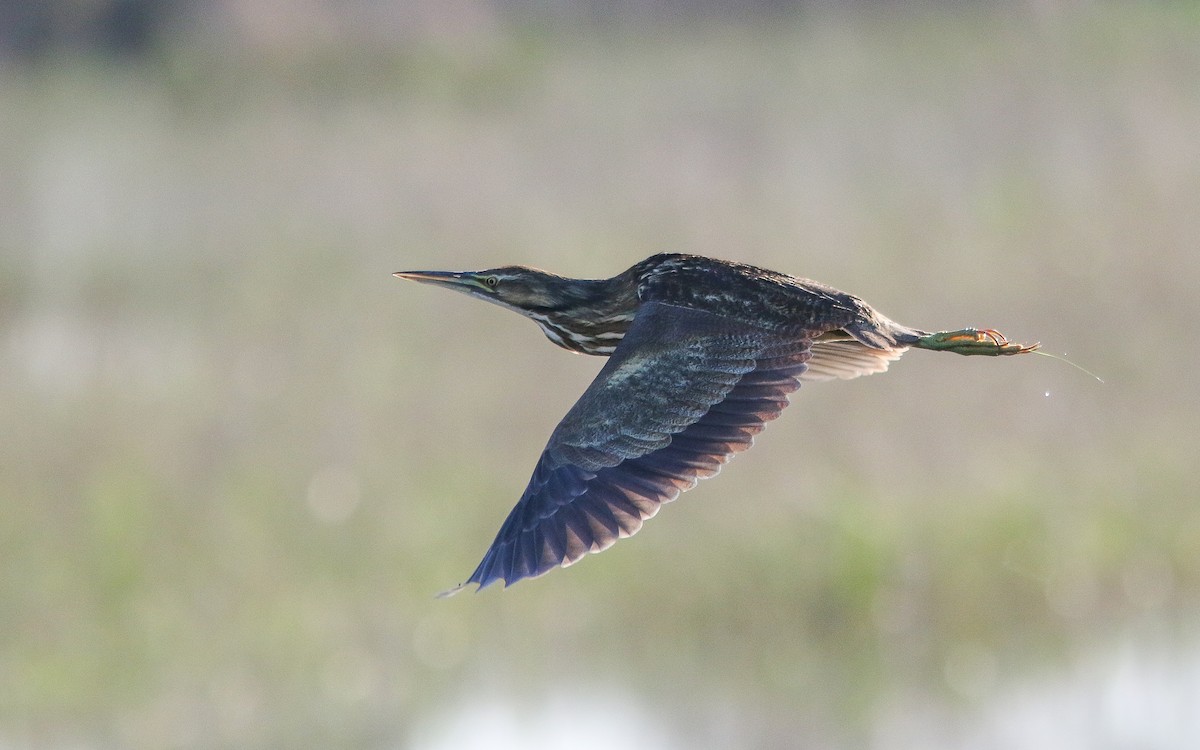 American Bittern - ML309640521