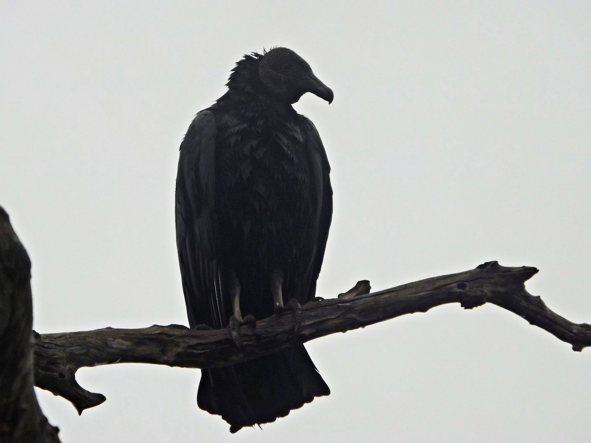 Black Vulture - ML309642991