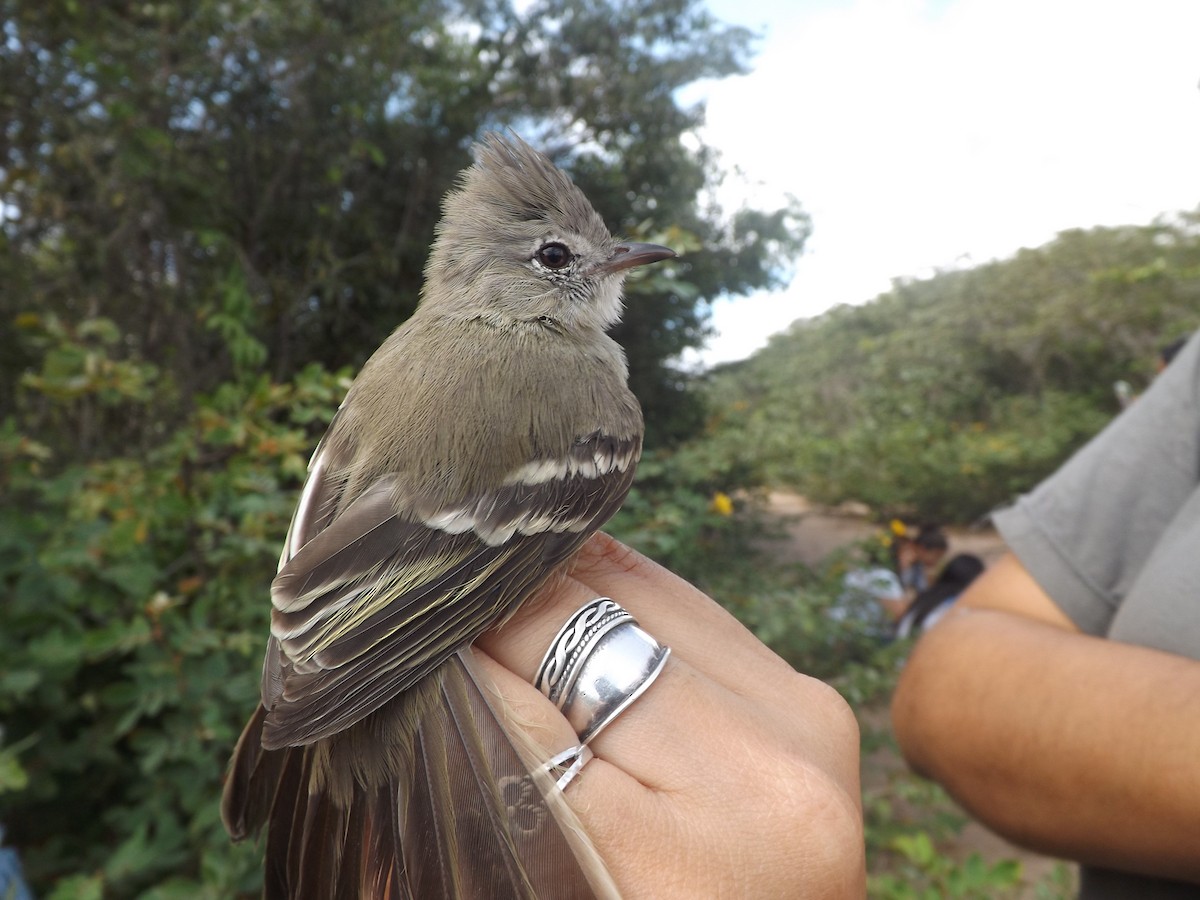 Plain-crested Elaenia - ML309643051