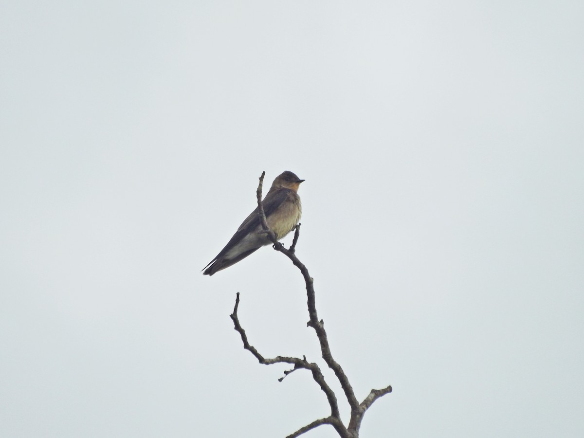 Southern Rough-winged Swallow - ML309643111