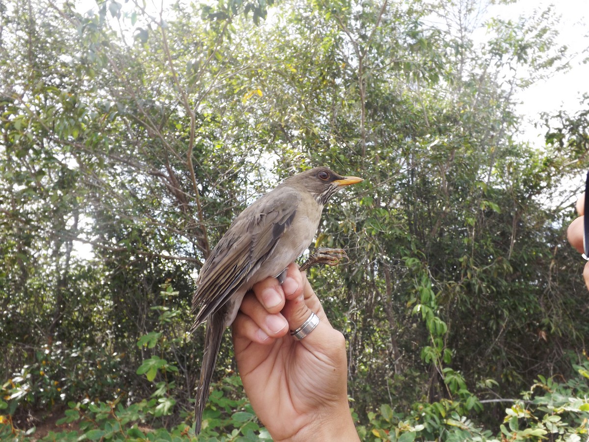 Creamy-bellied Thrush - ML309643141