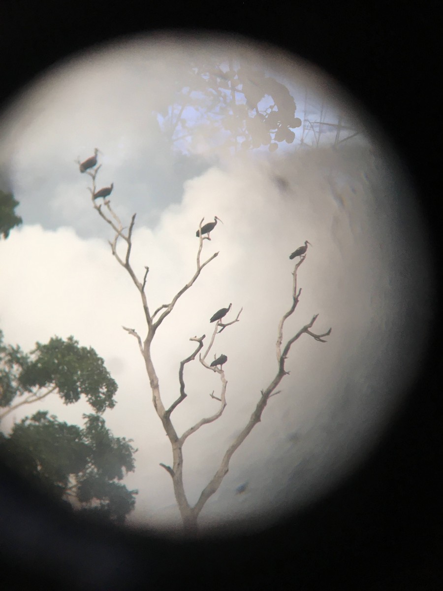 White-shouldered Ibis - ML309644251