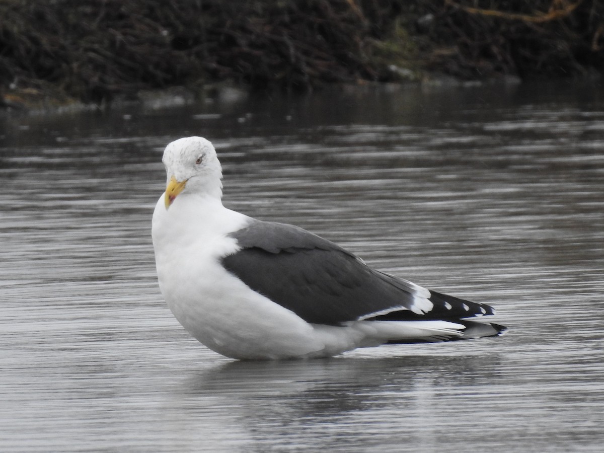 Lesser Black-backed Gull - Alan Younger