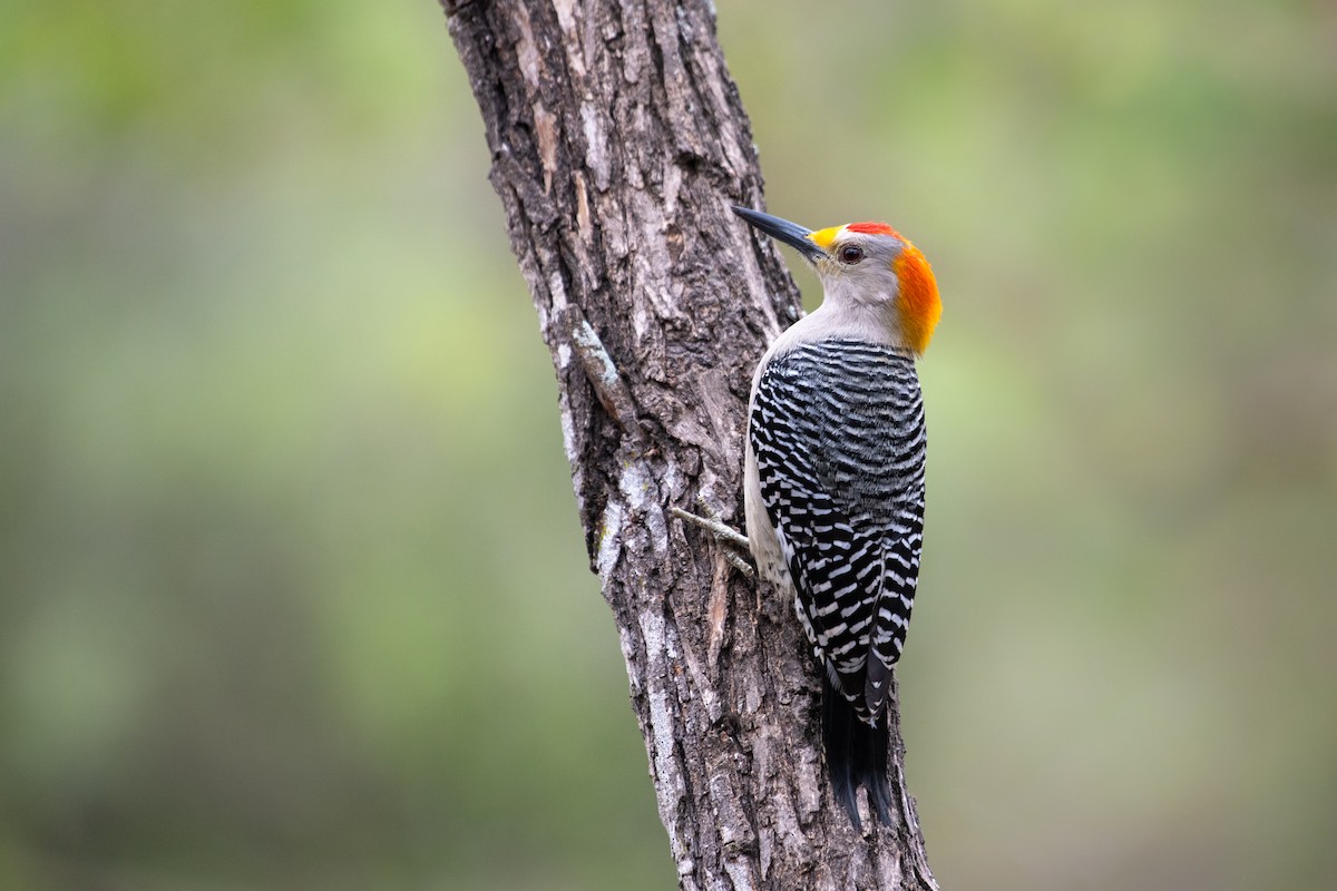 Golden-fronted Woodpecker - ML309644741