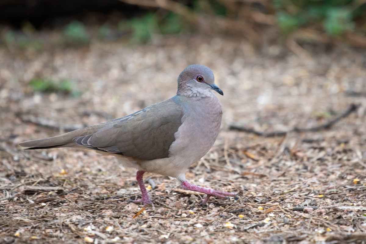 White-tipped Dove - ML309644851