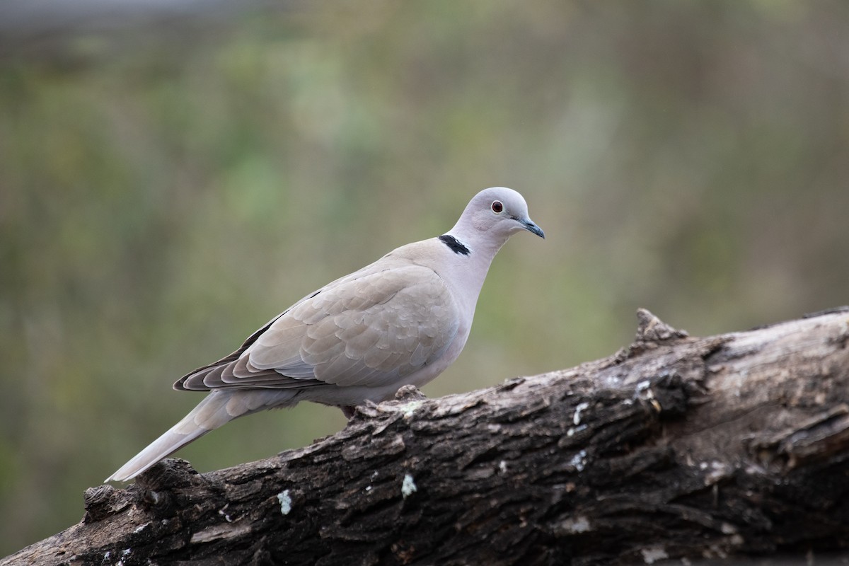 Eurasian Collared-Dove - ML309644871