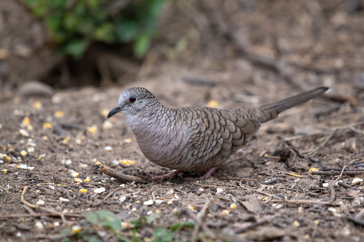Inca Dove - ML309644891