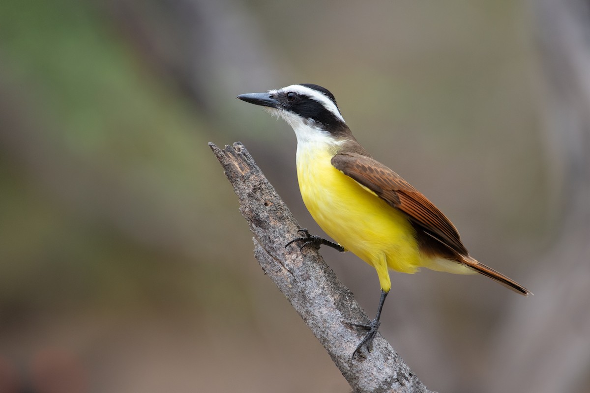 Great Kiskadee - ML309644901