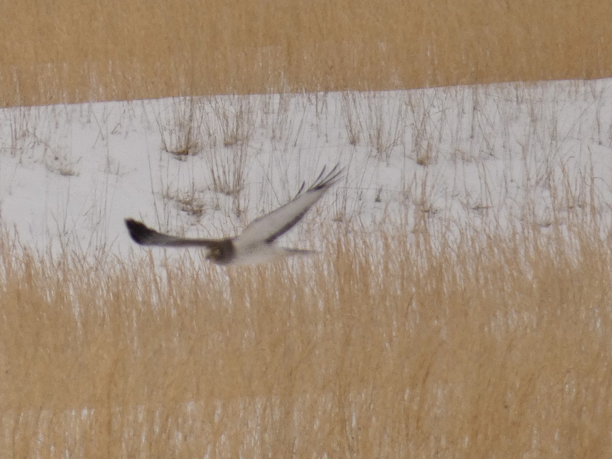 Northern Harrier - ML309646101