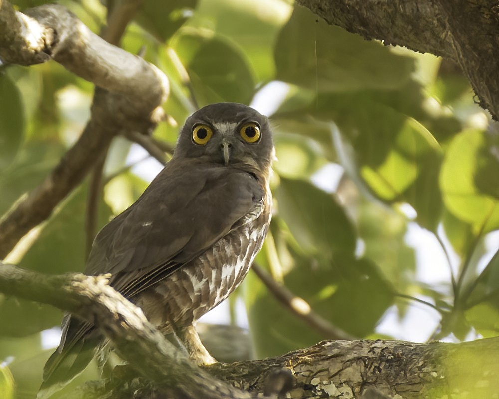 Brown Boobook - ML309647841