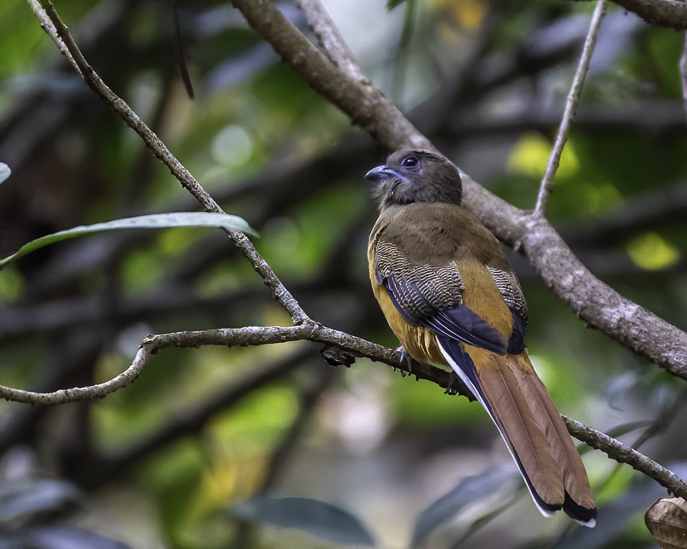 Malabar Trogon - ML309647911