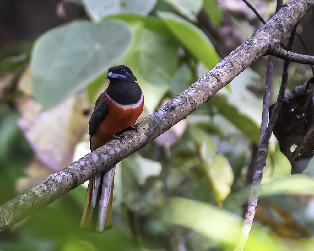 Malabar Trogon - ML309647941