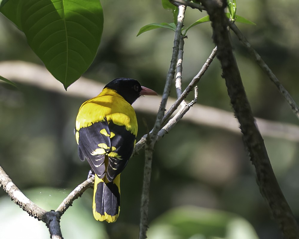 Black-hooded Oriole - ML309647991