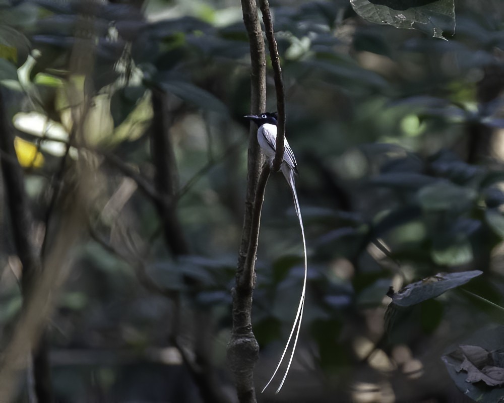Indian Paradise-Flycatcher - ML309648041