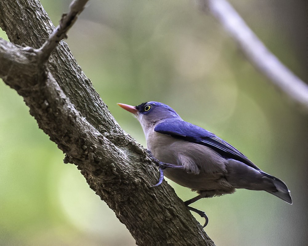 Velvet-fronted Nuthatch - ML309648091