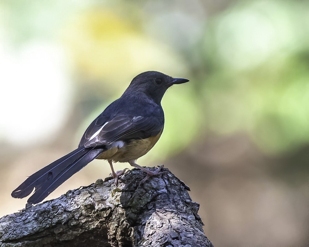 White-rumped Shama - ML309648121