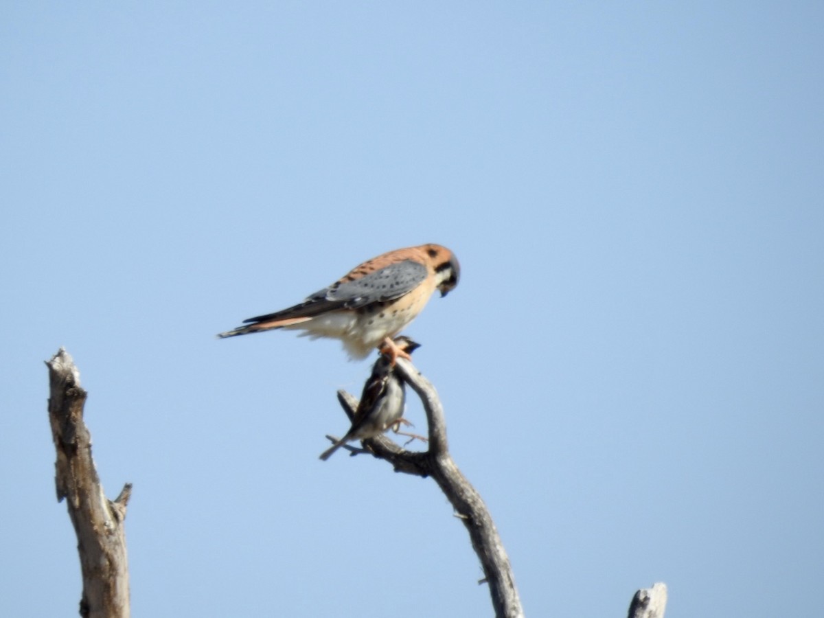 American Kestrel - ML309648201