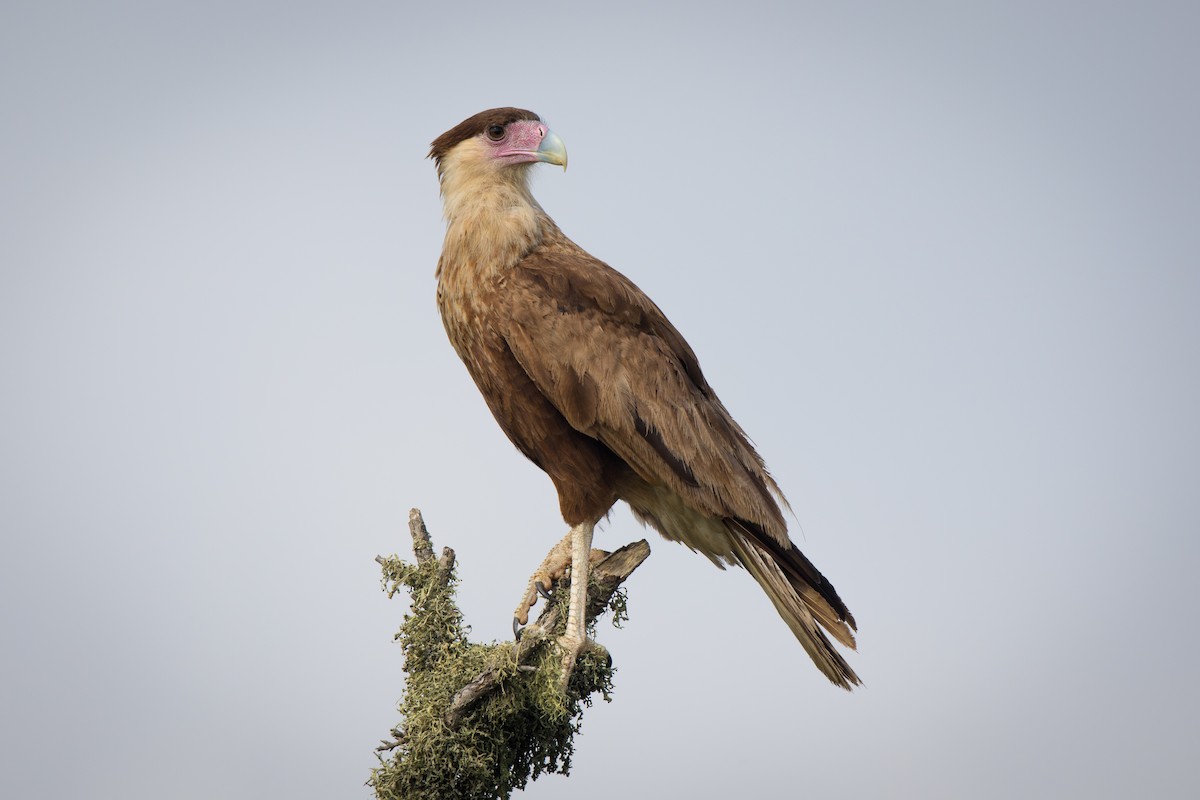 Crested Caracara (Northern) - Ryan Sanderson