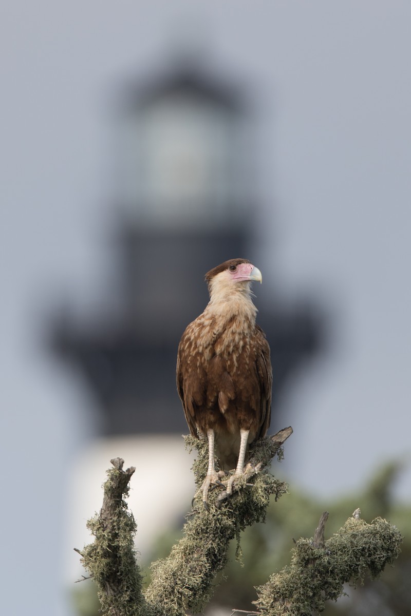 Crested Caracara (Northern) - Ryan Sanderson