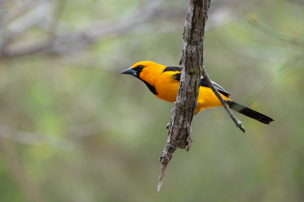 Oriole à gros bec - ML309649691