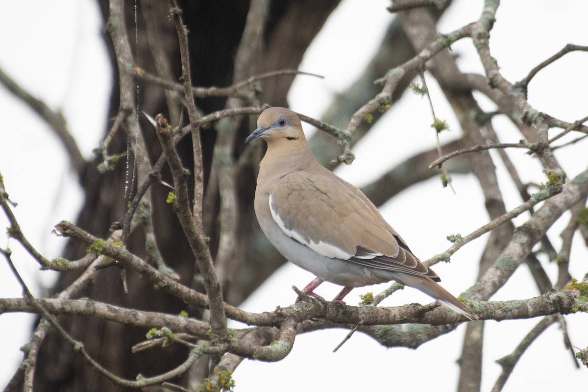 White-winged Dove - ML309649761