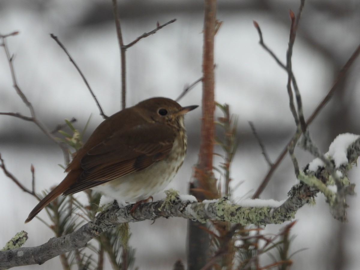 Hermit Thrush - ML309650271