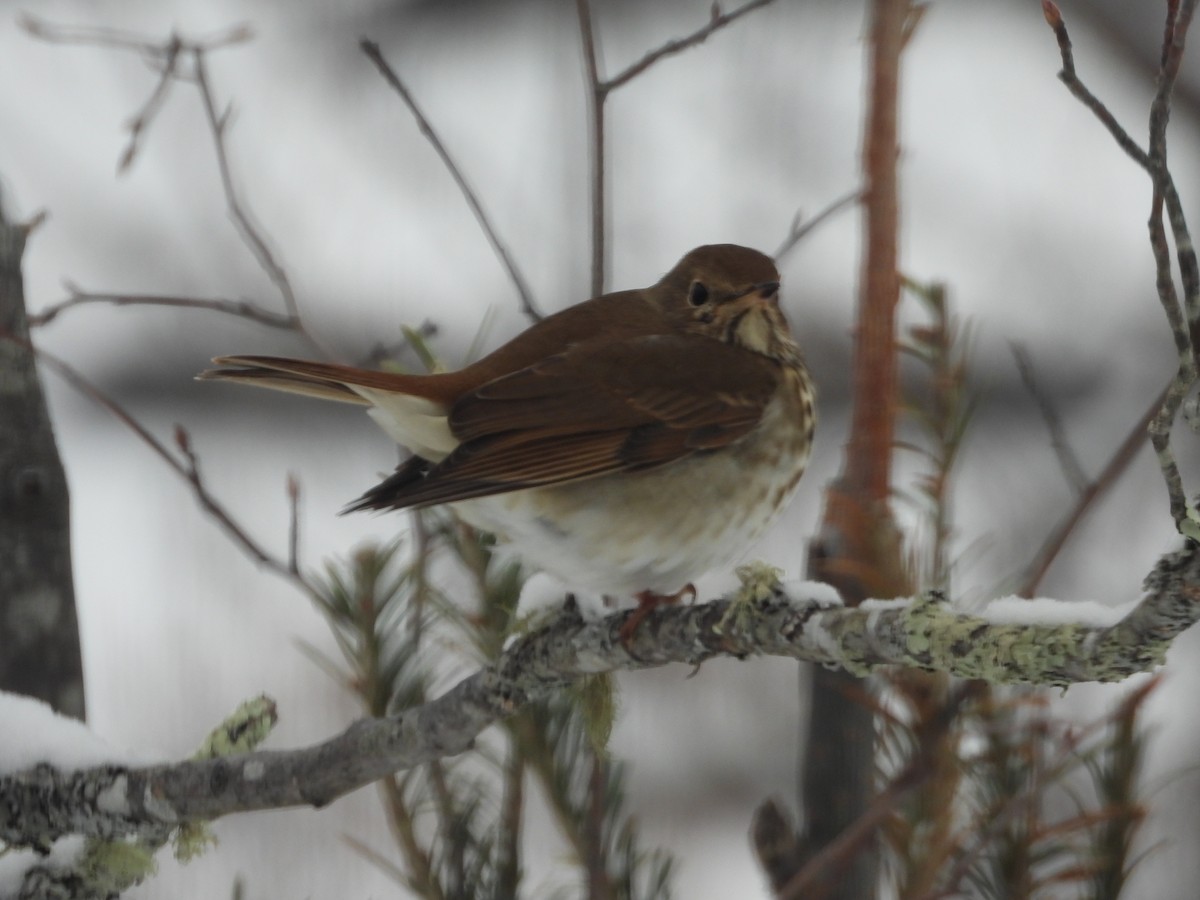 Hermit Thrush - ML309650291